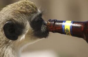 monkey-beer