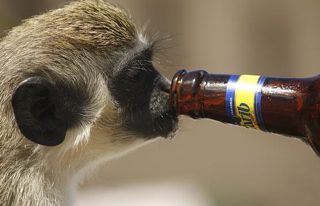 monkey-beer