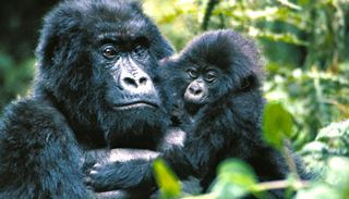 gorillas-congo