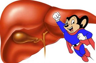 mouse-liver-thumb-350x230-1