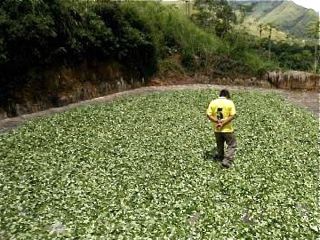 coca planting