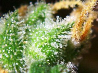 trichomes