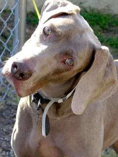 weimaraner