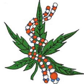ART_cannabisdna