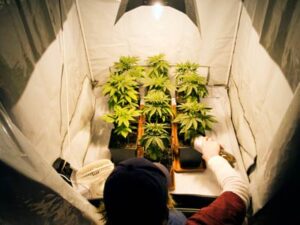 marijuana-grower