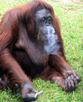 ART_smokingorangutan