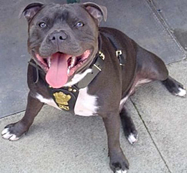 thefix_StaffordshireBullTerrier