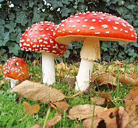 thefix_magic-mushrooms