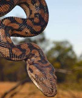 thefix_murraydarlingcarpetpython
