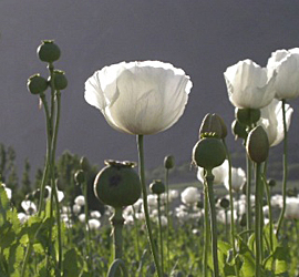 thefix_afghan-poppy-field