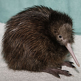 kiwi-fix