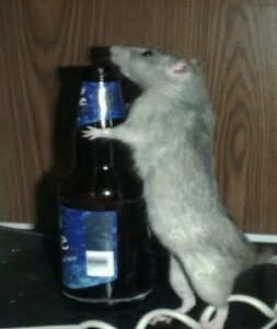 drunk_rat