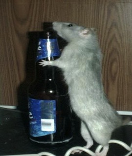 drunk_rat