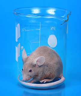 lab-mouse-final-fix