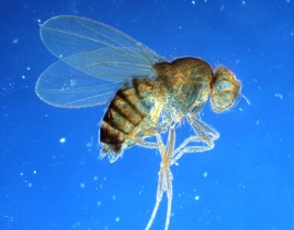 fruit-fly