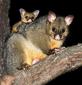 366px-Trichosurus_vulpecula_1