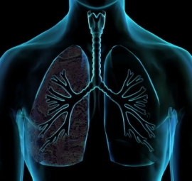 lungs