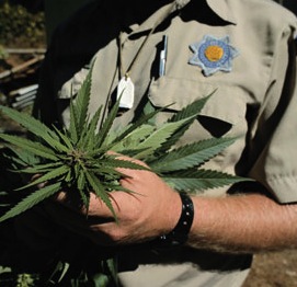 medical-marijuana-dea