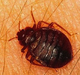 bedbug