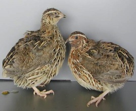 japanese-quail