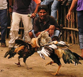cock_fighting_wa_003