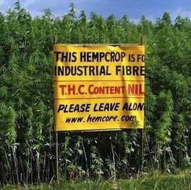 hemp-crop