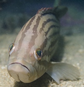 309383475_aa0e8deb83_o