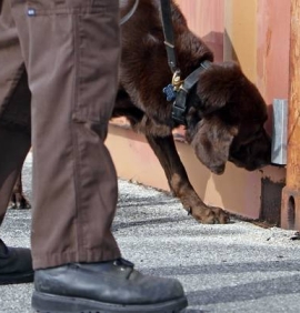 drug dog
