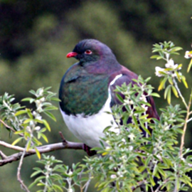 kereru
