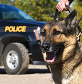 drugdog-shutterstock