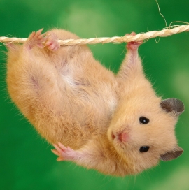 hamster