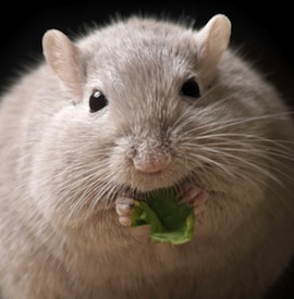 FatMouse_042513-617x416