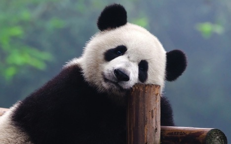 shutterstock_83828641