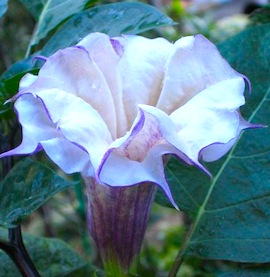 450px-DaturaMetel-plant