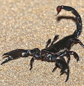 800px-Emperor_scorpion_or_Imperial_scorpion_(Pandinus_imperator)