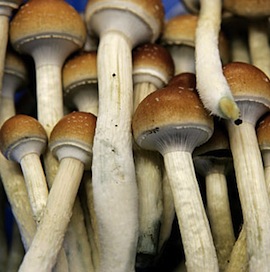 magic-mushrooms
