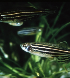 zebrafish