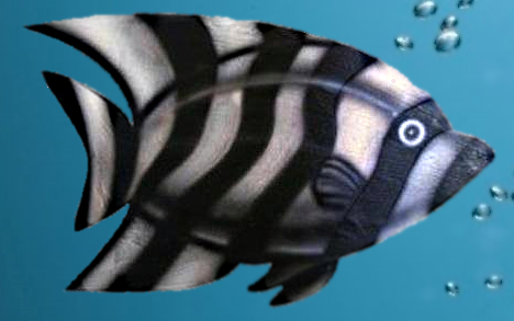 zebra fish banner 2