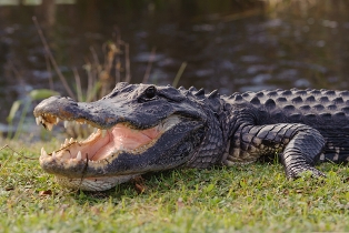 alligator