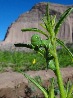 hornworm