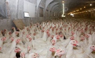 poultry farm