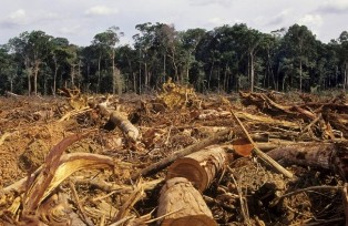 destroyed rainforest