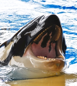 killerwhale