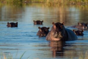 hippo herd