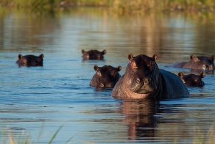 hippo herd
