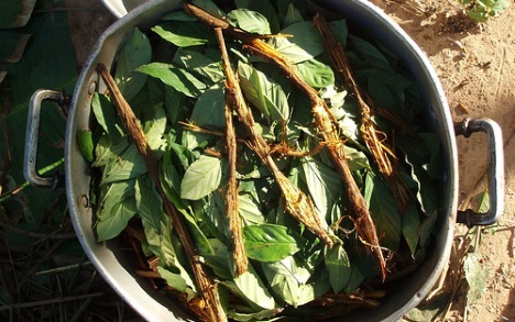 ayahuaskawiki