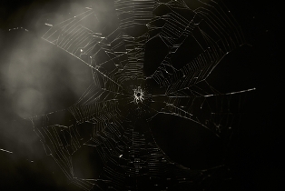 dark spider web