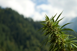 cannabis plant mountain
