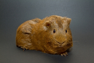 guinea pig