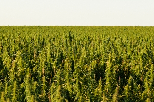 hemp field